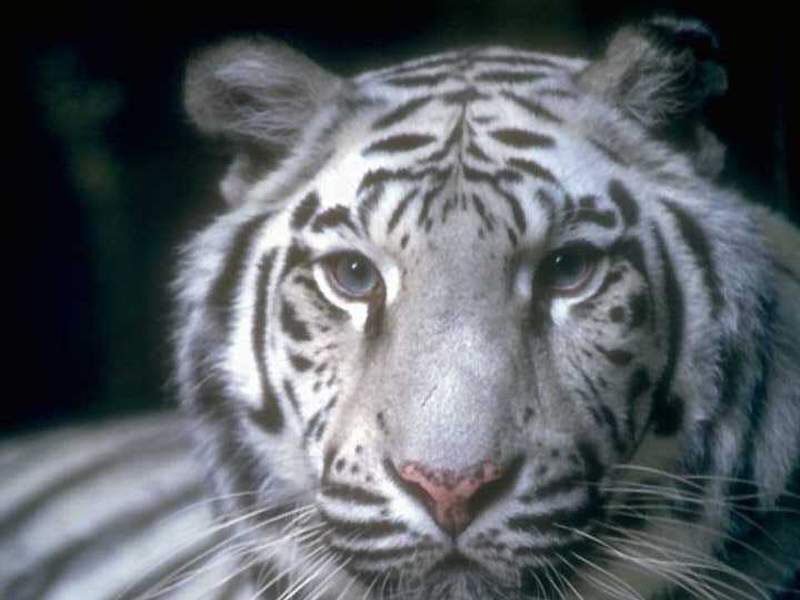 close-up of a white tiger