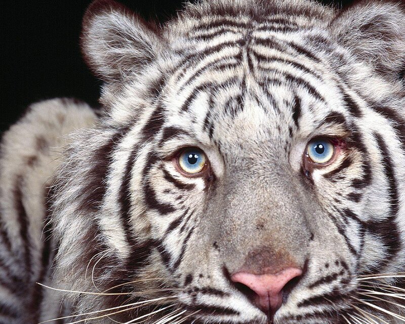 Close-up of a white tiger