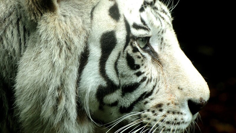 close-up of a white tiger