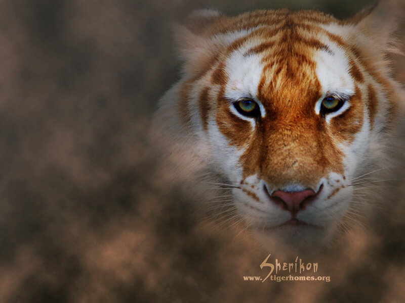 close-up of a white tiger