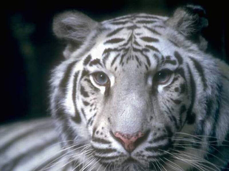 Close-up of a white tiger