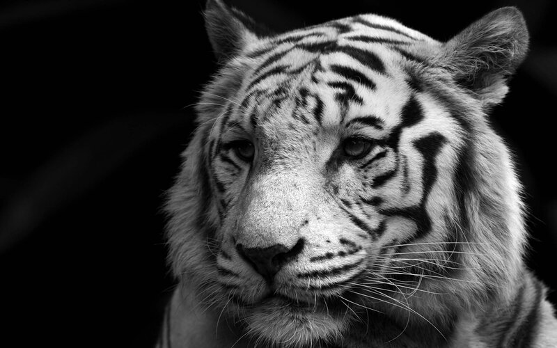 close-up of a white tiger