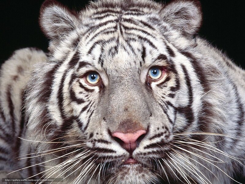 Close-up of a white tiger