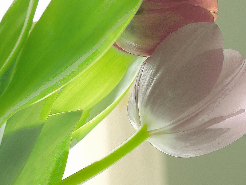Close-up of a white tulip