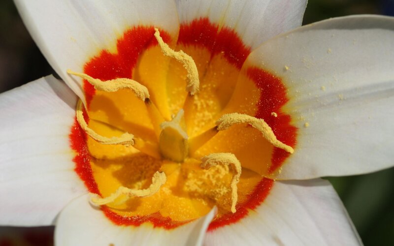 close-up of a white tulip
