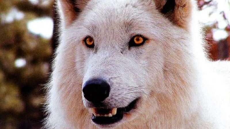 close-up of a white wolf