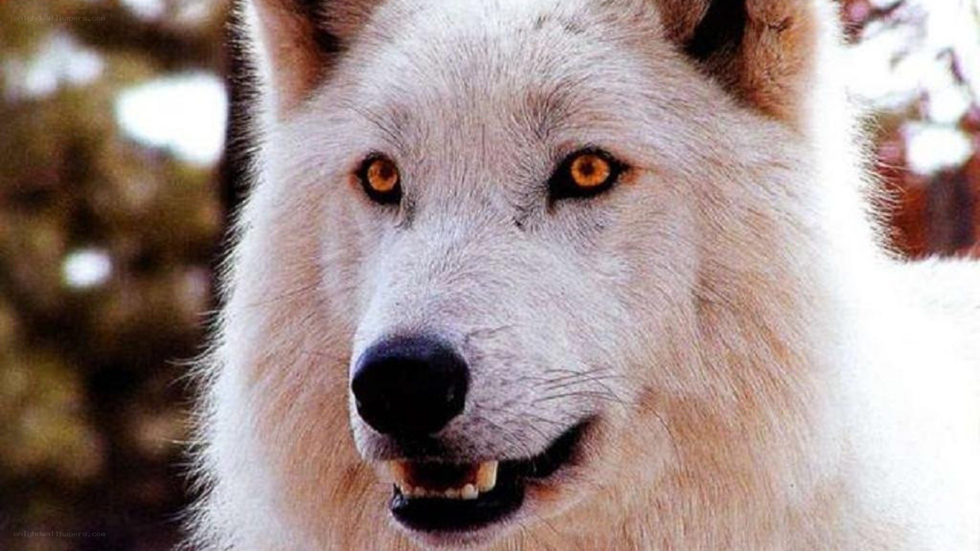 close-up of a white wolf