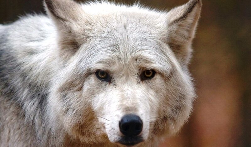 close-up of a white wolf