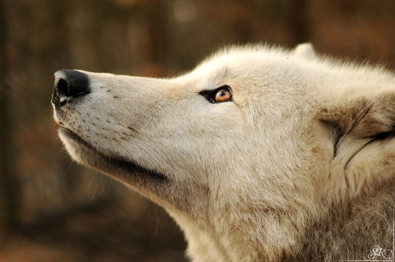 close-up of a white wolf