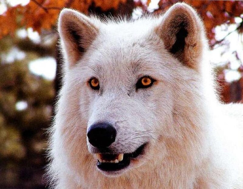 close-up of a white wolf