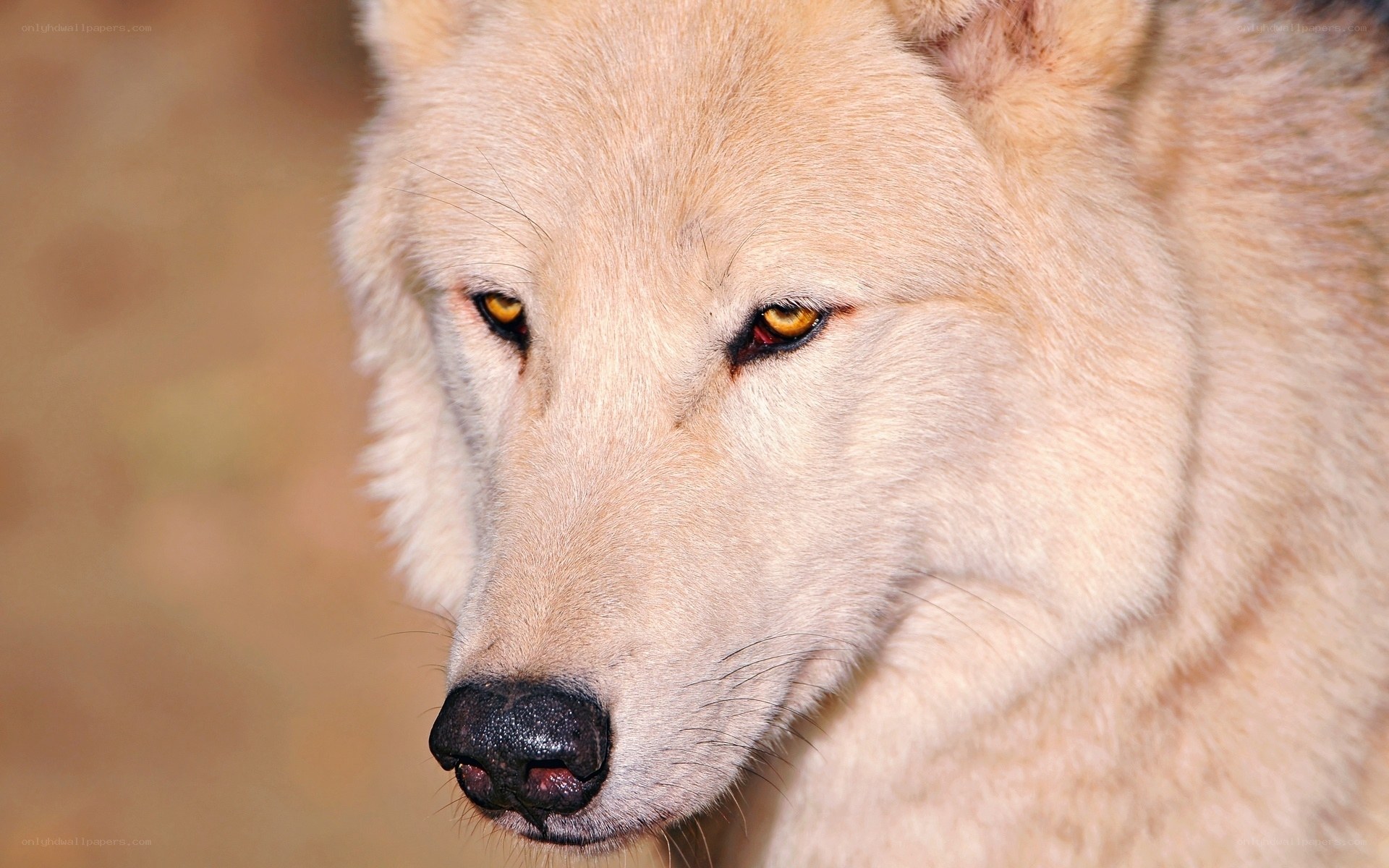 close-up of a white wolf