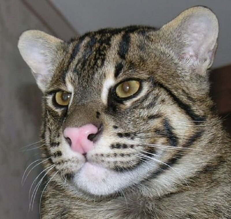 close-up of a wild cat