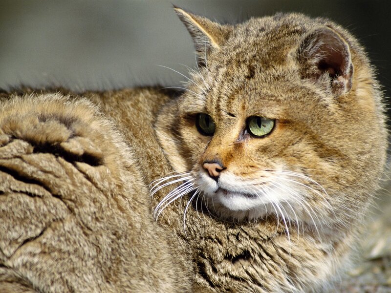 close-up of a wild cat