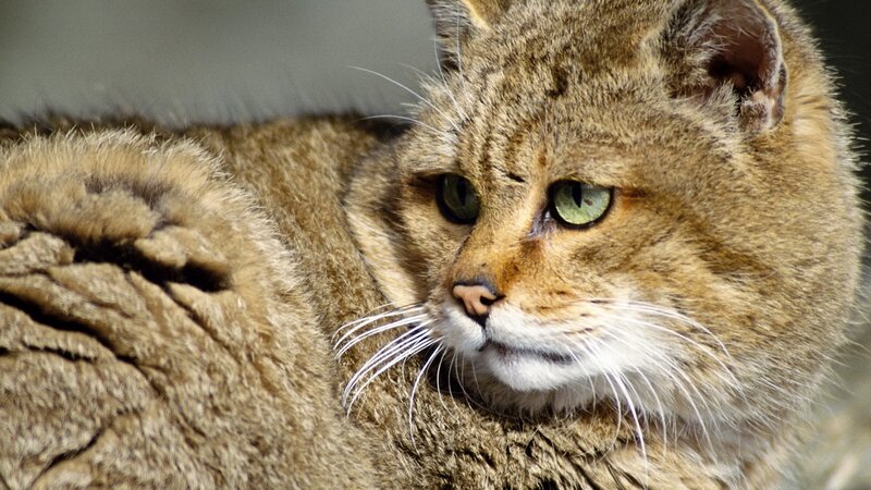 close-up of a wild cat