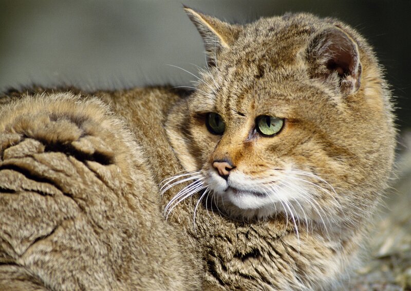 Close-up of a wild cat