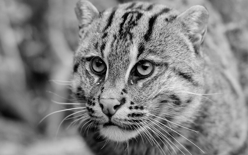 close-up of a wild cat