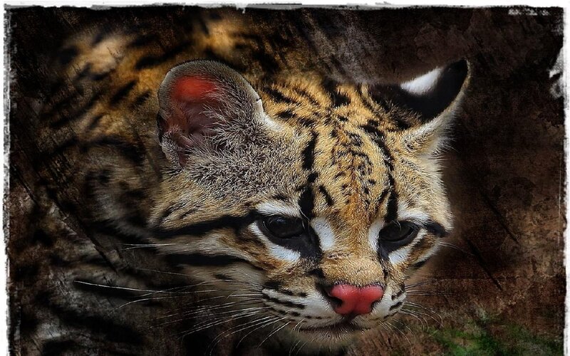 Close-up of a wild cat