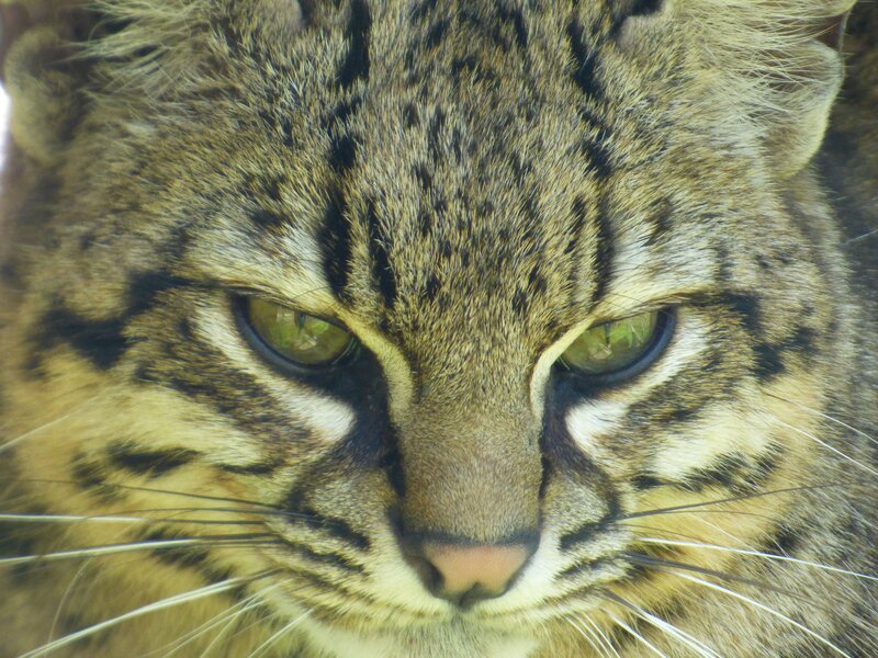 Close-up of a Wild Cat — Brown