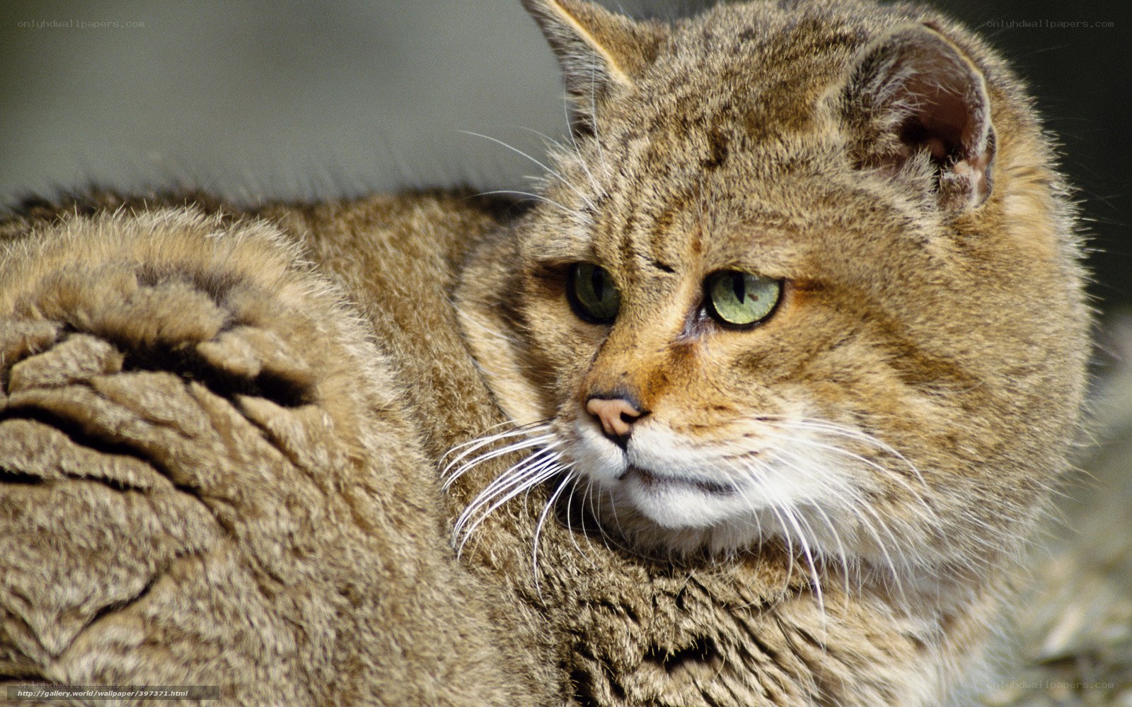 Close-up of a wild cat