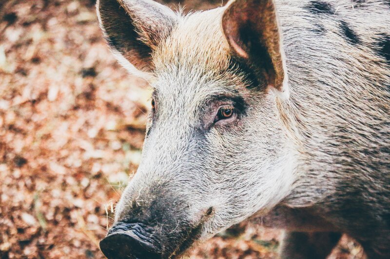 close-up of a wild pig