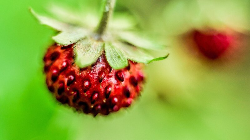 close-up of a wild strawberry