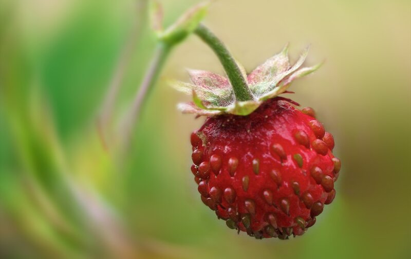 close-up of a wild strawberry