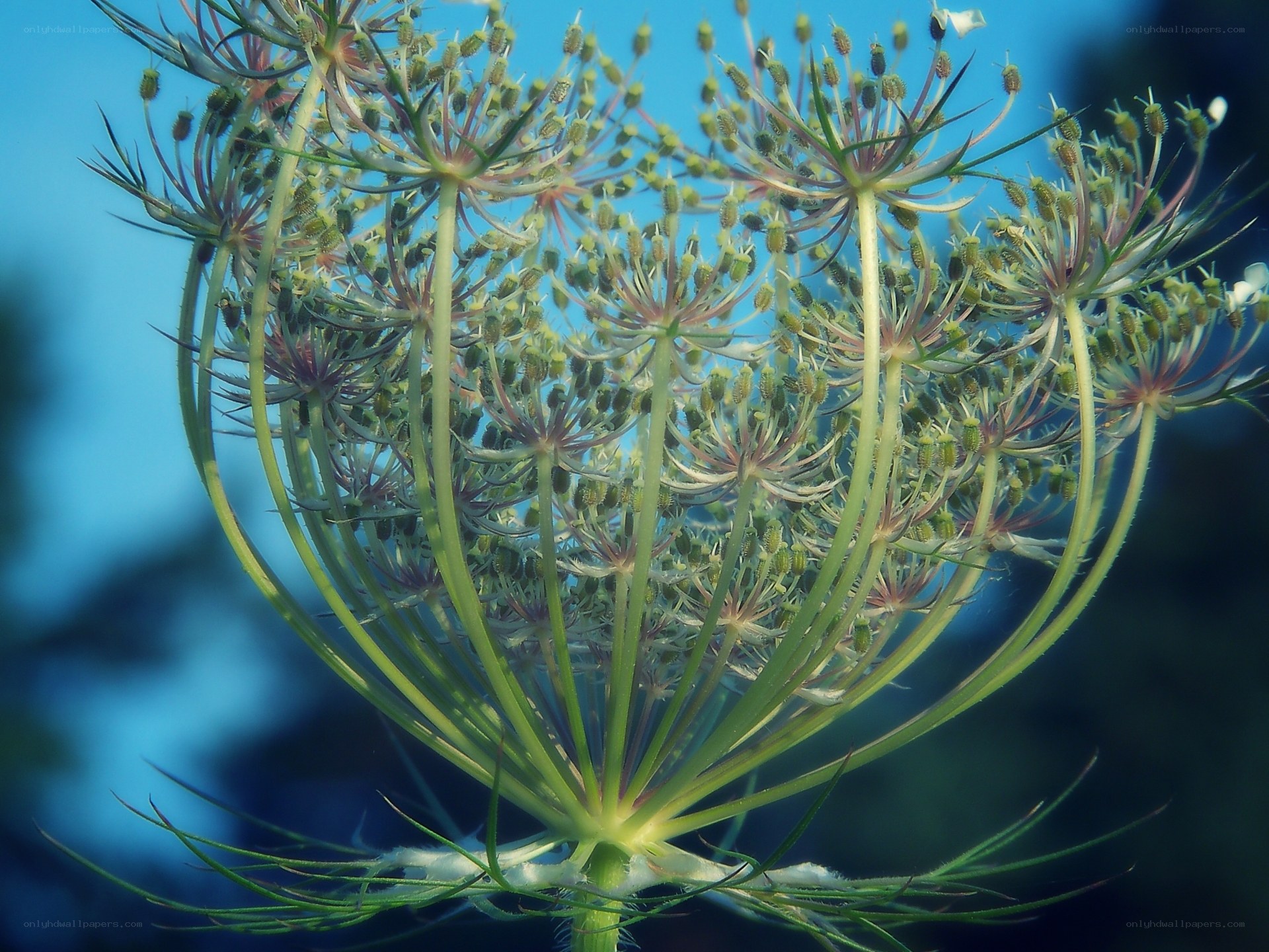 close-up of a wildflower