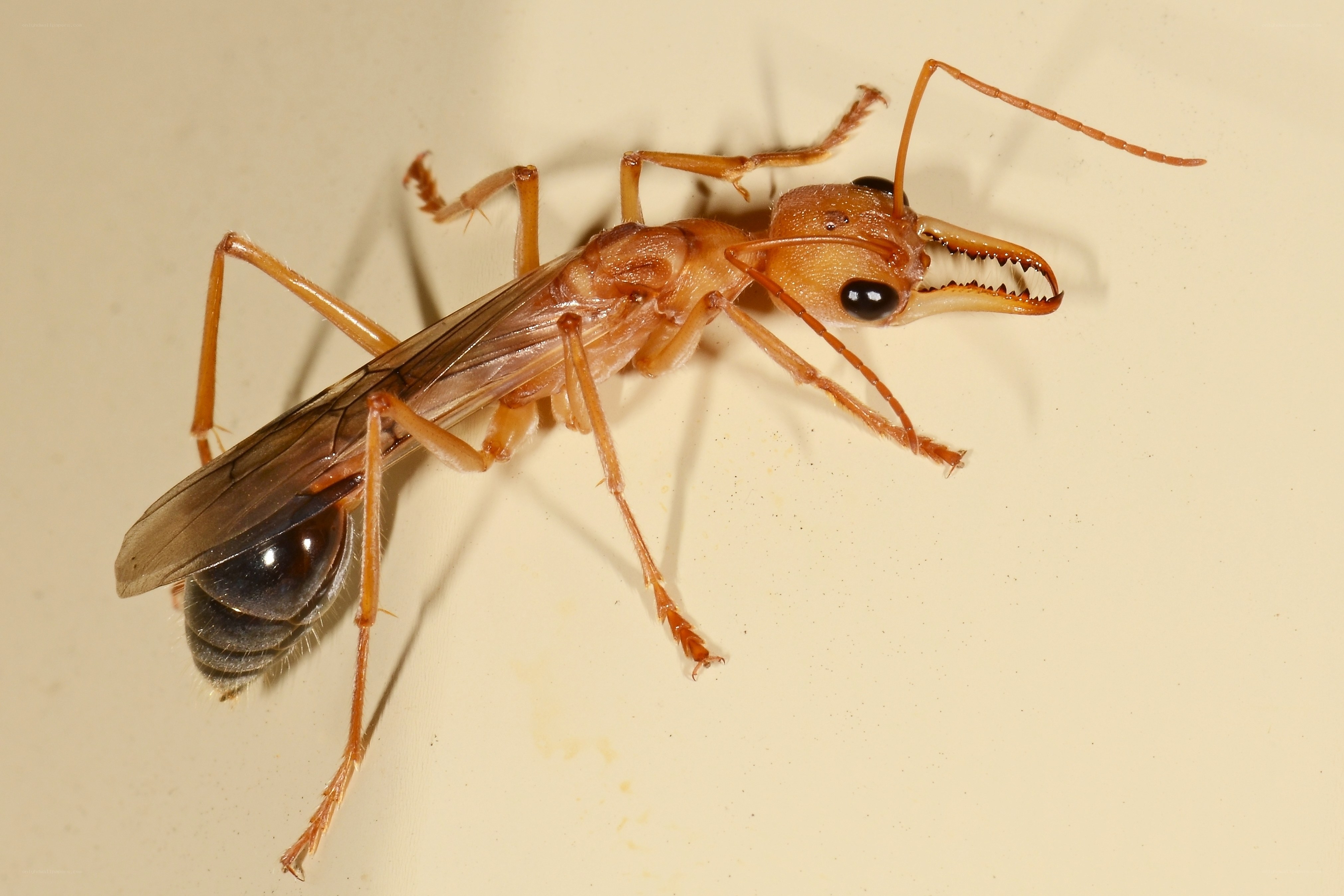 close-up of a winged ant
