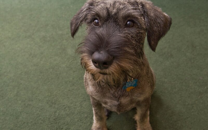 close-up of a wire-haired dog