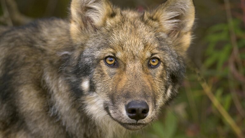close-up of a wolf