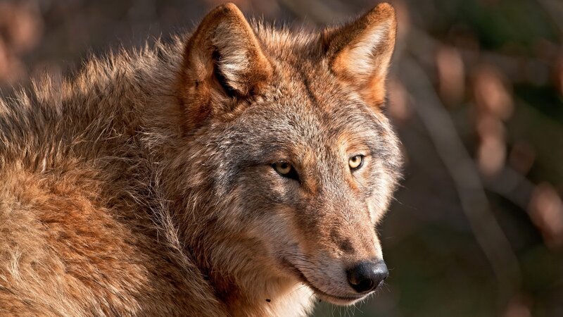close-up of a wolf