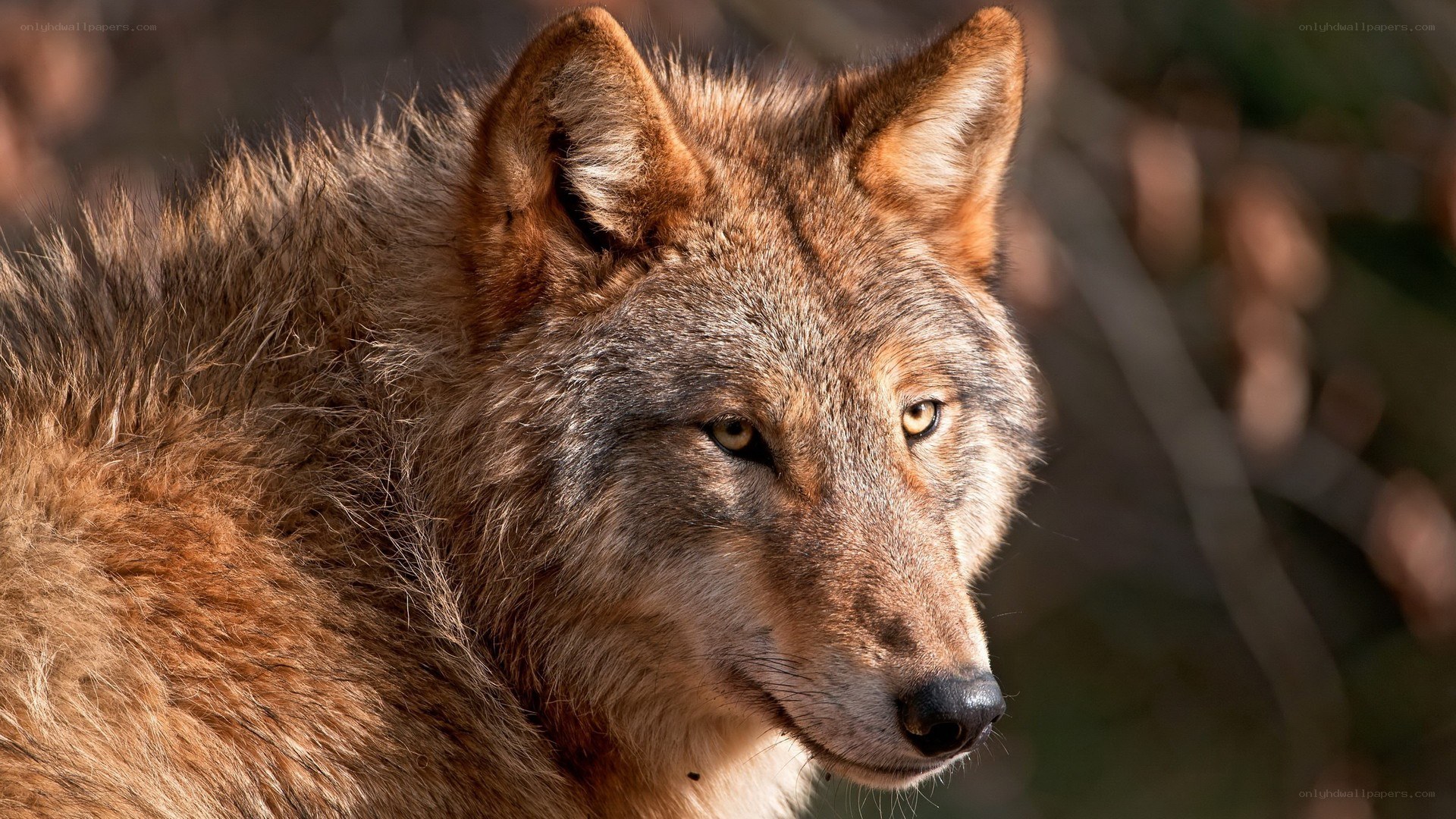 close-up of a wolf