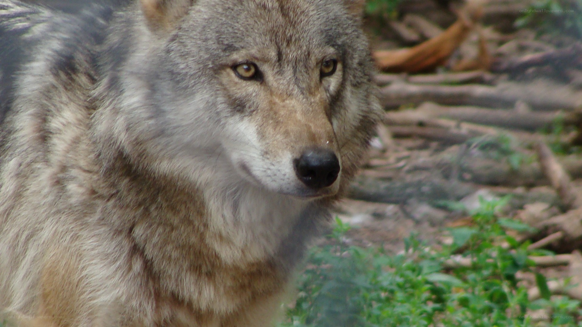 close-up of a wolf