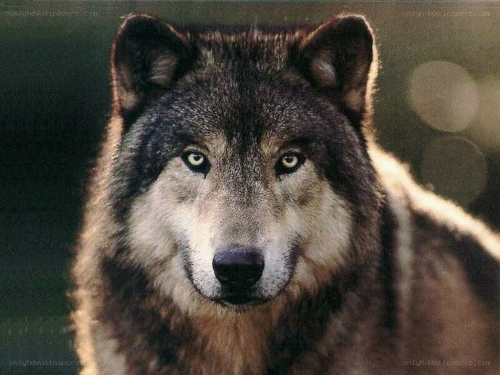 close-up of a wolf