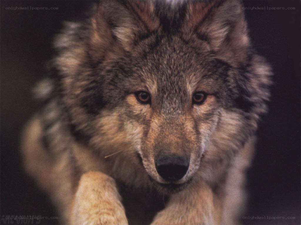 Close-up of a wolf