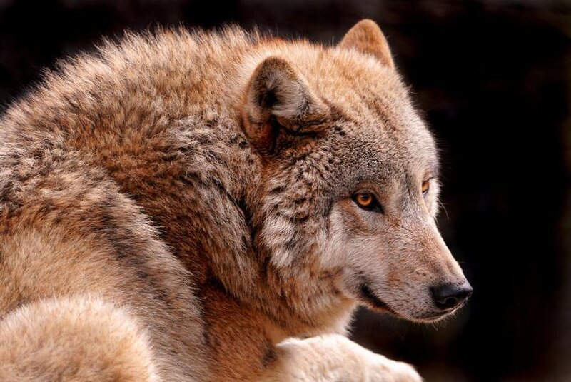 close-up of a wolf