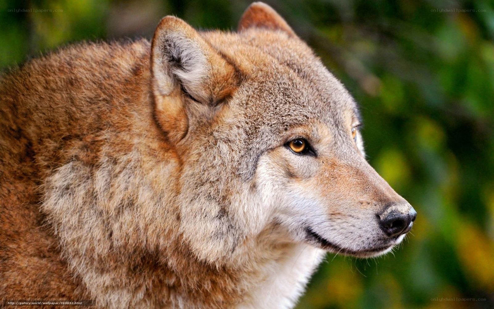 close-up of a wolf