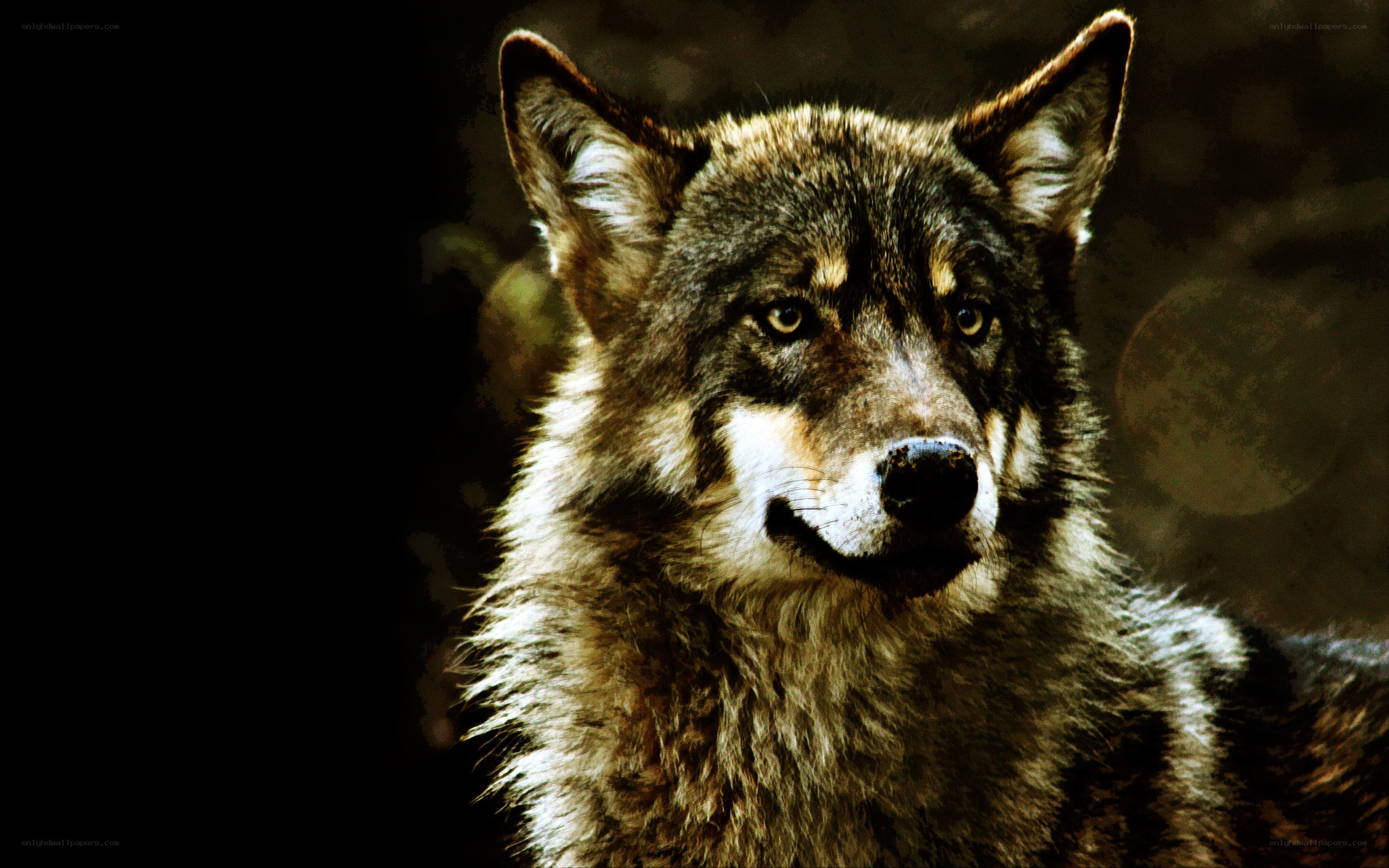 close-up of a wolf