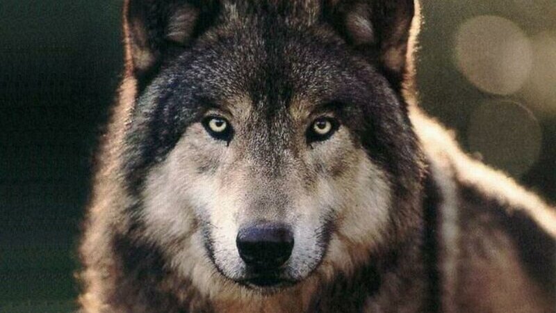 close-up of a wolf