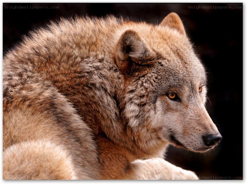 close-up of a wolf
