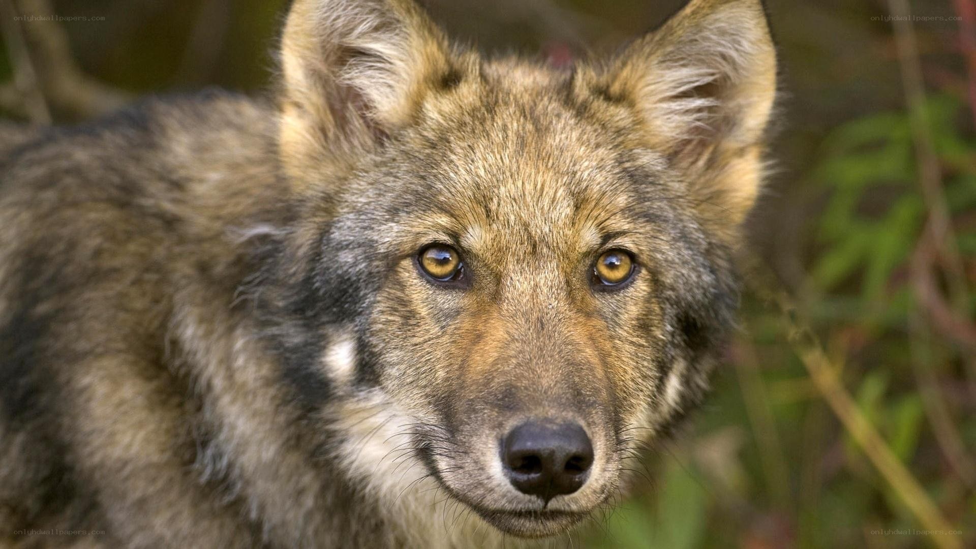 close-up of a wolf