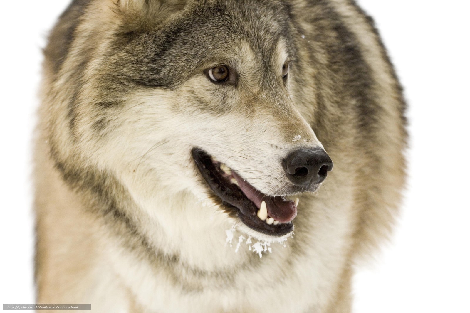 Close-up of a wolf in snow