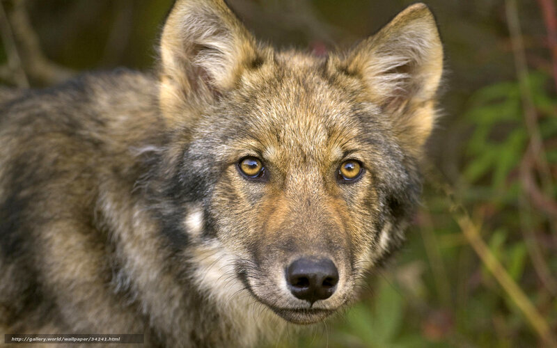 Close-up of a wolf pup