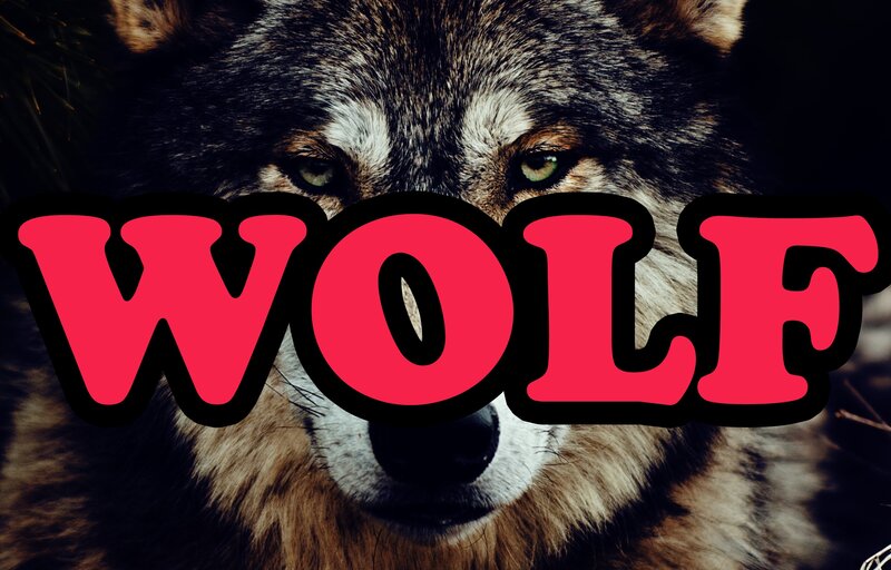 Close-up of a wolf's face
