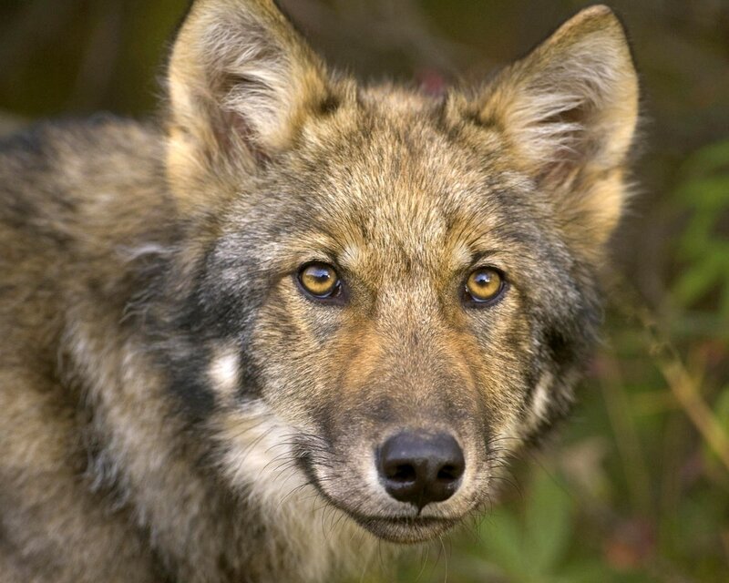 Close-up of a wolf's face