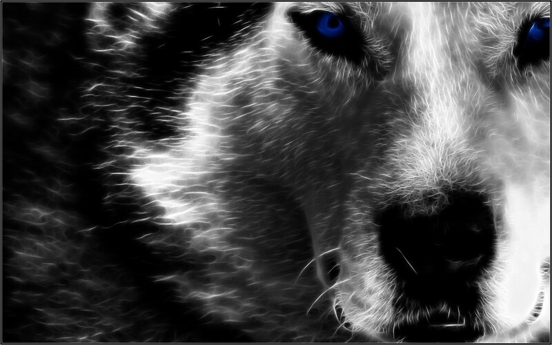 close-up of a wolf's face