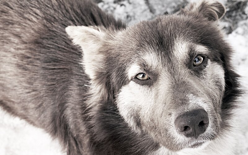 close-up of a wolf's face
