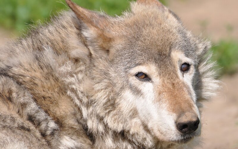 close-up of a wolf's face