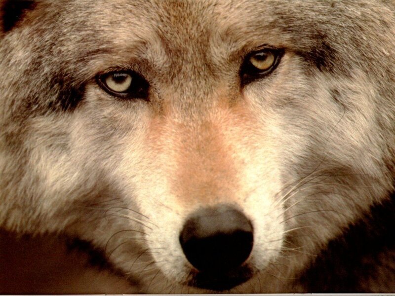 close-up of a wolf's face