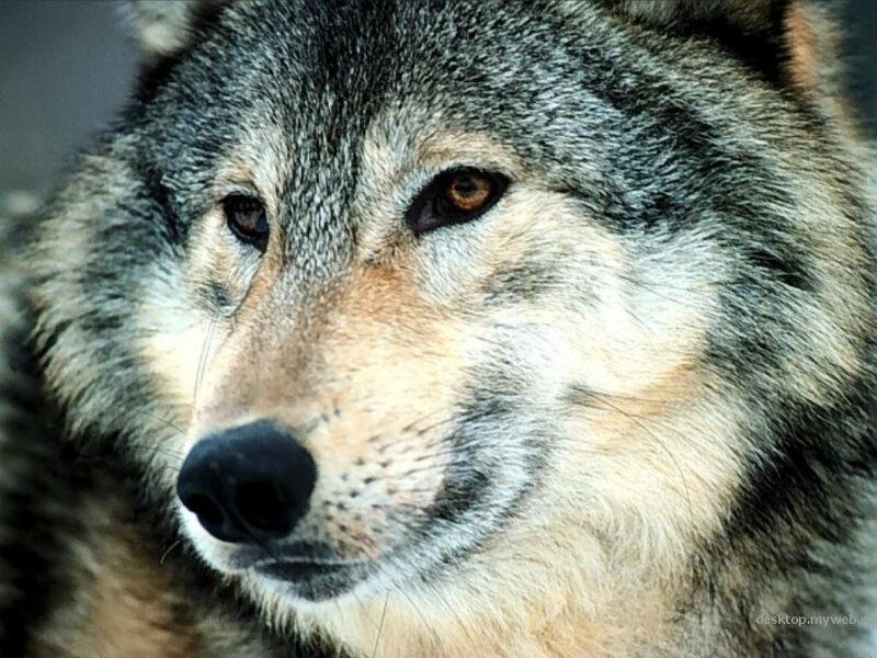 close-up of a wolf's face